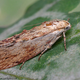 Image for article titled Which animal can hear the highest-pitched sounds?